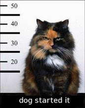 cat11.jpg