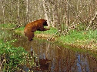 bearjump.jpg